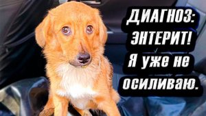Что и следовало ожидать. Подобранные щенки женщиной легли на мои плечи.Распаковка посылки