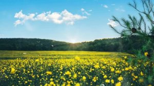 Замечательная природа. Бабочки. Расслабляющее видео #relaxation #butterflies #nature #природа #уют