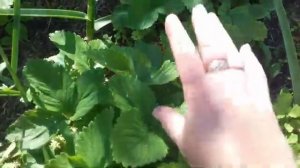 Шикарный урожай у клубники _Фестивальная _.