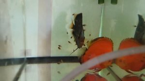 Малёк дискуса.Вопросы по артемии.Лечение дискуса.Малёк анциструса.Будни аквариумиста на карантине.