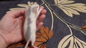 КРЫСА РОДИЛА ОЧЕНЬ МНОГО КРЫСЯТ!