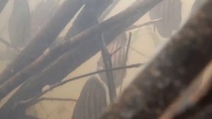 Дискус, животные Южной Америки, аквариумные рыбки