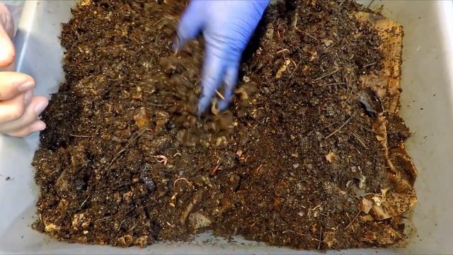 Red wiggler worm bin gets 15th feeding at 125 days of age - vermicompost смотреть онлайн