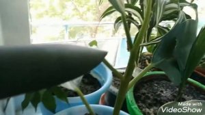 КАК ПОКРАСИТЬ ЦВЕТОЧНЫЙ ГОРШОК ??МОИ РАСТЕНИЯ?