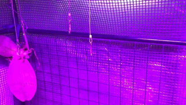 Mars Hydro Reflector 192 LED Grow Light Set Up/ Install