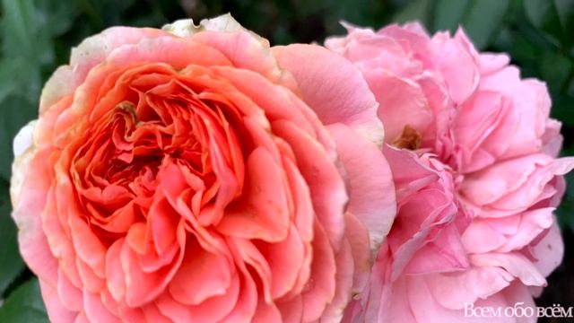 Розы Tантау в моем саду г. Киев ( Roses Tantau ) Германия. смотреть онлайн