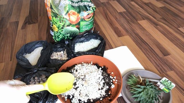 Алоэ Аристата (Aloe Aristata). Посадка и полезные советы смотреть онлайн