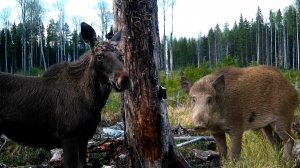 Лось. Кабан. Животные. Вологодская область. Животные Вологодской облас