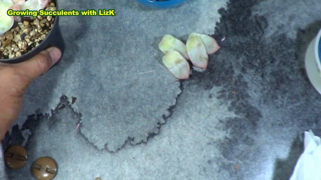 HOW TO Propagate Succulents by Beheading or Head Chopping - Echeveria Blue Bird смотреть онлайн