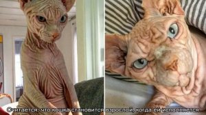 Как определить возраст котенка: основные методы и варианты подсчета