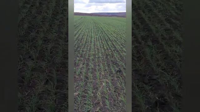 Подсолнечник  который смог !Моя озимая Гром ⛈шикарные всходы посеяла Быстрица..