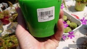 Насекомоядные растения. 食虫植物.Carnivorous plants.Utricularia.