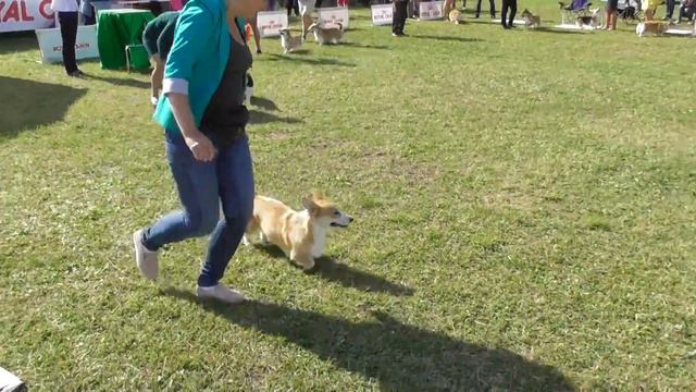 Вельш-корги, Интернациональная выставка собак в Великом Новгороде ранга CACIB смотреть онлайн