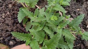 387:My plants after suffering from 2 days continuous rain.