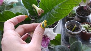 Стрептокарпусы. Цветение. Уход.