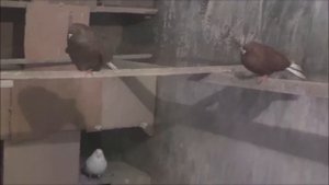 Николаевские голуби Кирильченко А.Н.