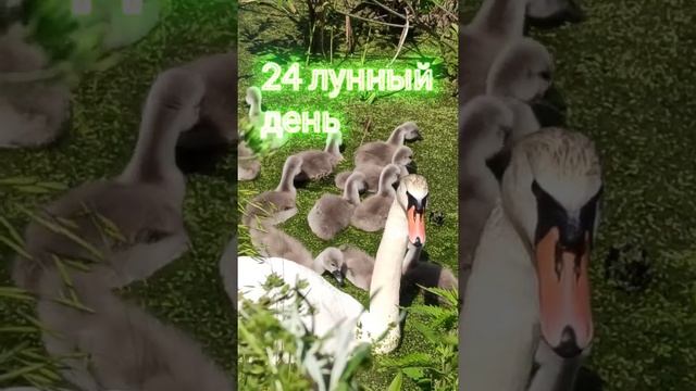 24 лунные сутки?Привлекаем деньги с луной || Рекомендации на 24 лунный день смотреть онлайн