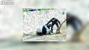 Hayvanat Bahçesinde Hayvanların Yanına Düşmüş 5 İnsan