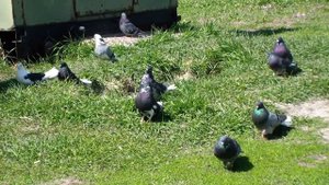 ДИМИТРОВ      НИКОЛАЕВСКИЕ      ГОЛУБИ