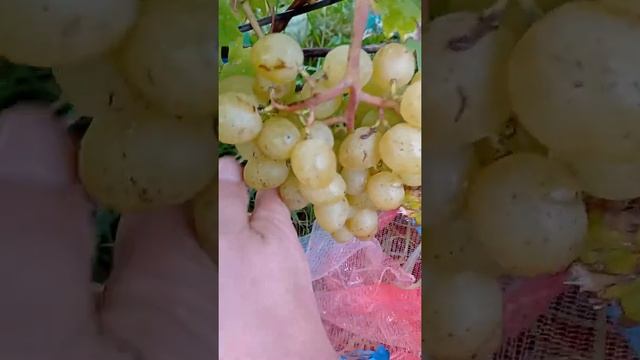 Виноград г/ф "Леонардо".Нарсел Бурлак.24.09.22 Харьков смотреть онлайн