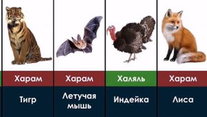 Харам и Халяль мясо животных