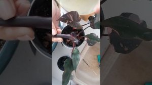 пересадка филодендрона розовая принцесса