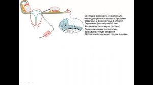 6  Анатомия матки и яичников в различные фазы менструального цикла видеопрезентация