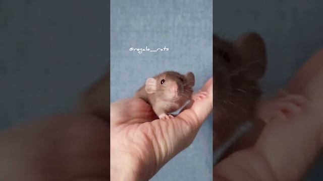 Крыса. Крысята Дамбо. Норковый окрас смотреть онлайн