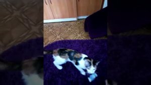 Кошка приносит игрушку