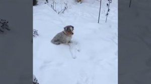 Аусси, австралийская овчарка ) на прогулке. Щенок