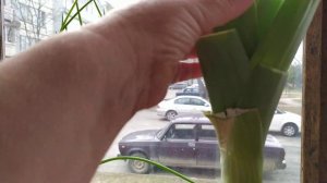 Супер зелень на подоконнике. Лук порей.