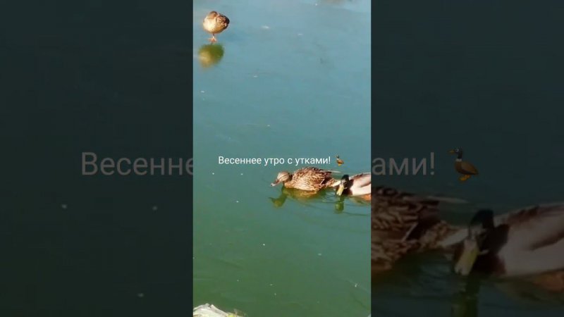 Весеннее утро с утками! 🦆 #shorts #shortvideo