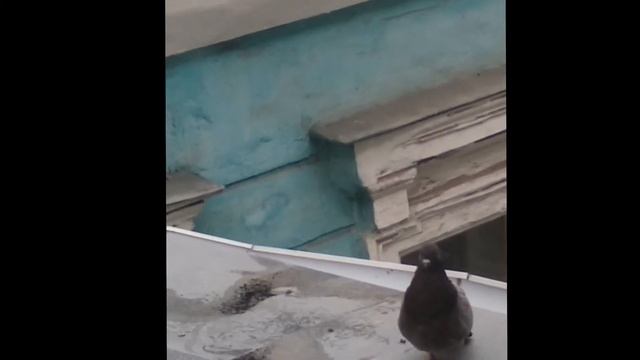 Как спариваются голуби(mating pigeons) смотреть онлайн
