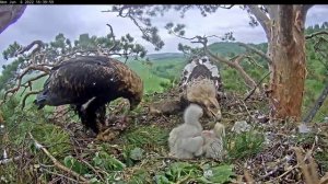 06.06.2022 Семейный ужин Алтынычей. Солнечные орлы Aquila heliaca, Татарстан