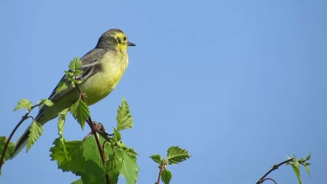 Желтоголовая трясогузка смотреть онлайн