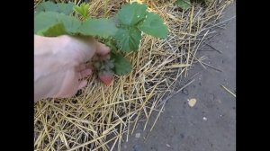 Уход за клубникой весной для хорошего урожая!!!Советы!!!