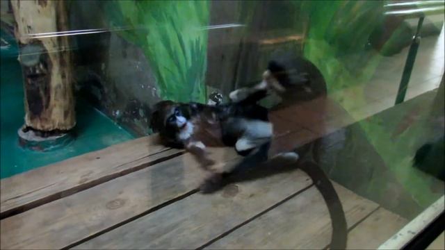 Любопытные и игривые мартышки бразза. 02.04.21 г.