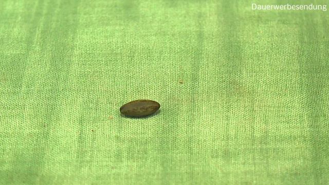 Neue exotische Samen. Palmen und andere Samen смотреть онлайн