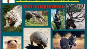 Млекопитающие звери