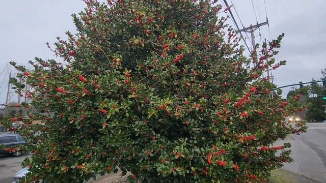 Вечнозелённый остролист или падуб, Holly tree. смотреть онлайн