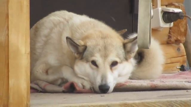 Вольеры для лаек/Мечты сбываются/ смотреть онлайн