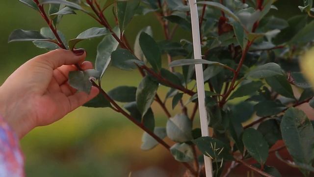 Фотінія Фразера 'Carré Rouge'/Photinia fraseri 'Carré Rouge' Арт.6401 смотреть онлайн