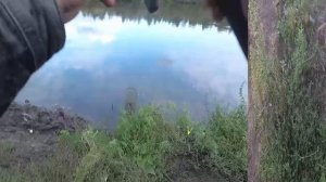 ЛЕЩИ реки СВИСЛОЧЬ в сентябре. Рыбалка на фидер в Беларуси.