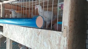 Универсальная клетка для бройлеров и другой птицы