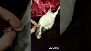 Как усыпить домашнюю крысу.