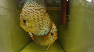 Лучшие дискусы Европы в Europa Discus Center Рудольфа Вагнера. Германия