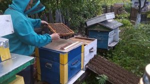 Вывожу пчелосемью из роевого состояния(шокотерапия).mp4