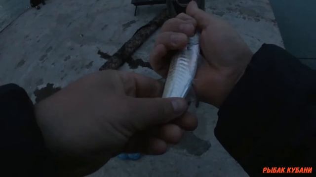 Ставрида,карась,скорпена Рыбалка в Новороссийске