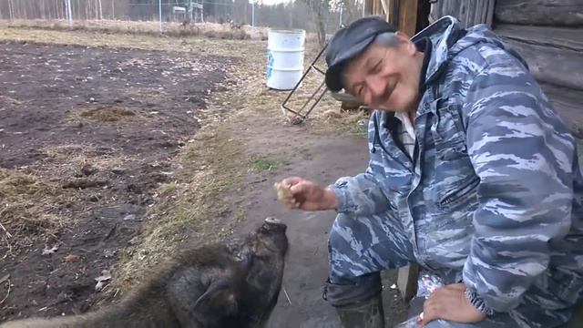 Вьетнамский хряк смотреть онлайн