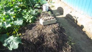 ГРЯДКА ИЗ НАВОЗА для огурцов и перцев